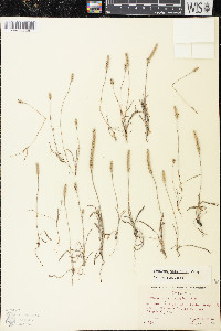 Plantago patagonica image