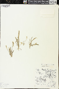 Plantago patagonica image