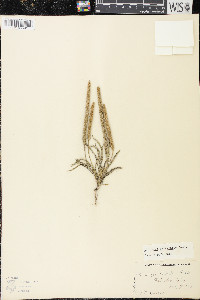 Plantago patagonica image