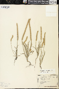 Plantago patagonica image