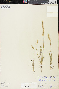 Plantago patagonica image