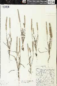 Plantago patagonica image