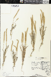 Plantago patagonica image