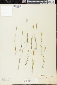 Plantago patagonica image