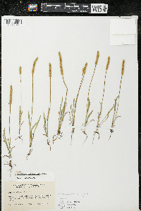 Plantago patagonica image