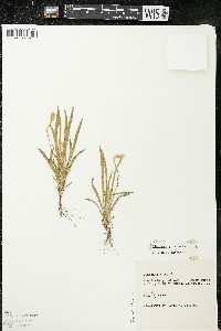 Plantago patagonica image