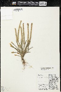 Plantago patagonica image