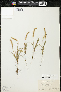 Plantago patagonica image