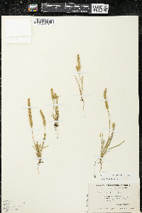 Plantago patagonica image