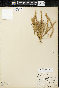 Plantago patagonica image