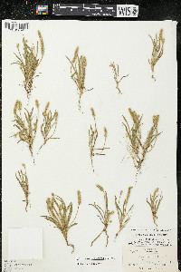 Plantago patagonica image