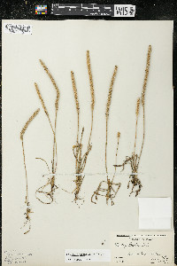 Plantago patagonica image