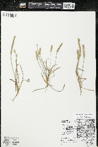 Plantago patagonica image