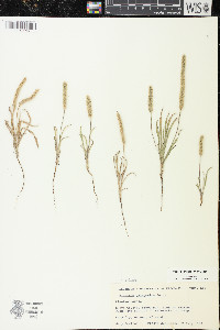 Plantago patagonica image