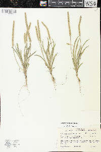 Plantago patagonica image