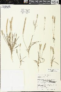 Plantago patagonica image