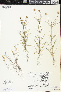 Plantago arenaria image