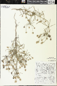 Plantago arenaria image