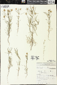 Plantago arenaria image