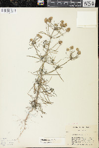 Plantago arenaria image