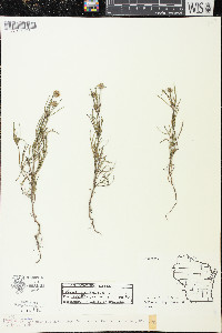 Plantago arenaria image