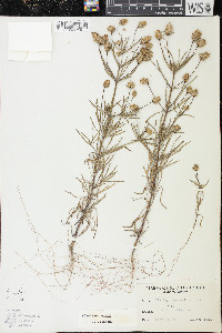 Plantago arenaria image