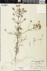 Plantago arenaria image