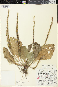 Plantago rugelii image