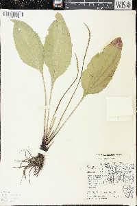 Plantago rugelii image