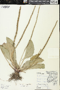 Plantago rugelii image