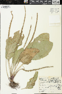 Plantago rugelii image