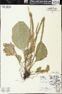 Plantago rugelii image