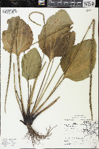 Plantago rugelii image