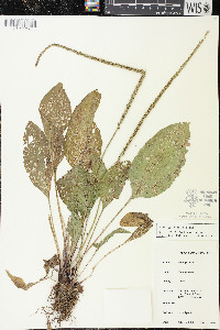 Plantago rugelii image