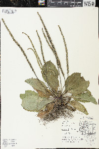 Plantago rugelii image