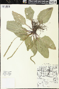 Plantago rugelii image