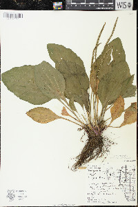 Plantago rugelii image