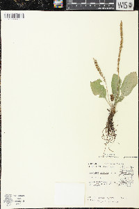 Plantago rugelii image