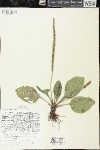 Plantago rugelii image