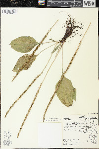 Plantago rugelii image