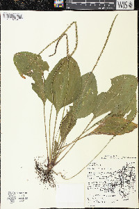 Plantago rugelii image