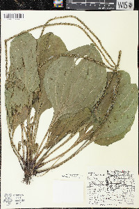 Plantago rugelii image