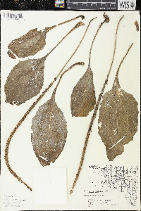 Plantago rugelii image