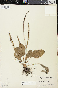 Plantago rugelii image