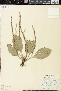 Plantago rugelii image