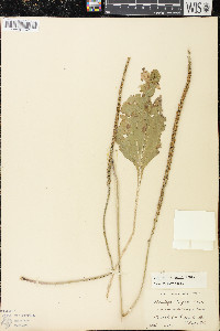 Plantago rugelii image