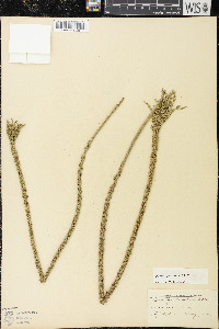 Plantago rugelii image