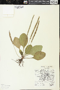 Plantago rugelii image