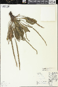 Plantago rugelii image