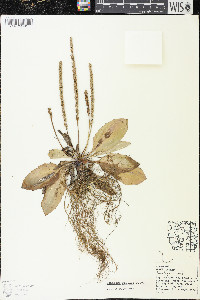 Plantago rugelii image